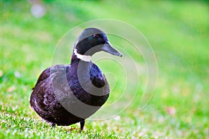 Black mallard duck looking right