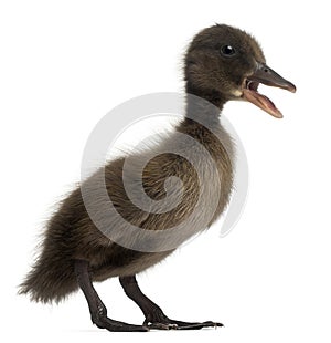 Black Mallard or wild duck, Anas platyrhynchos