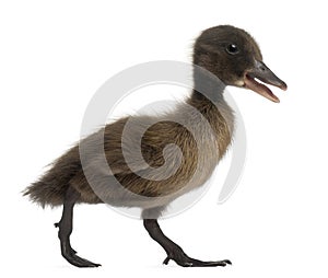 Black Mallard or wild duck, Anas platyrhynchos