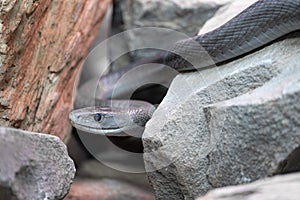 Black Mamba, Dendroaspis polylepis