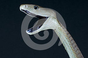 Black mamba/ Dendroaspis polylepis