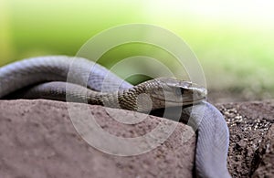 Black Mamba Dendroaspis polylepis is extremely venomous snake. photo