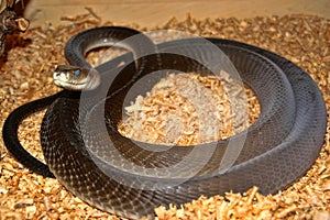 Black mamba, Dendroaspis polylepis, is one of the most feared snakes photo