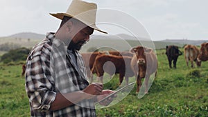 Black man, farmer and cows with tablet in agriculture, production or monitoring natural growth in countryside. African