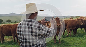 Black man, farmer and photography with cows for picture, memory or capture of livestock in countryside. Rear view of