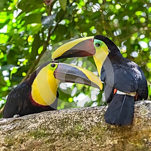 black-mandibled toucan, exotic bird photo