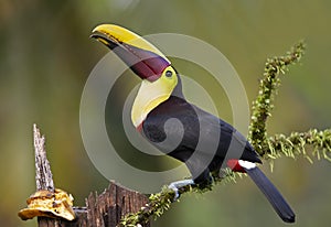 A Black-mandibled toucan or Yellow-throated toucan perched on a mossy branch in Costa Rica