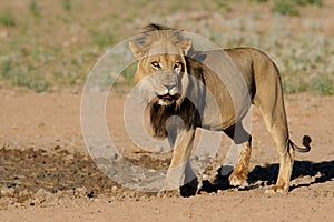 Black-maned African lion