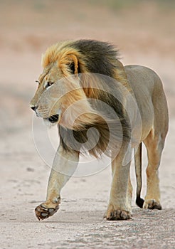 Black-maned African lion