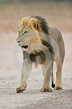 Black-maned African lion photo