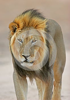 Black-maned African lion