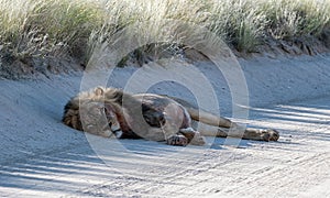 Black-maned kalahari Lion