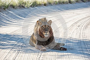 Black-maned kalahari Lion