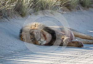 Black-maned kalahari Lion