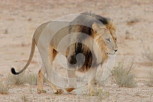 Black-maned lion photo