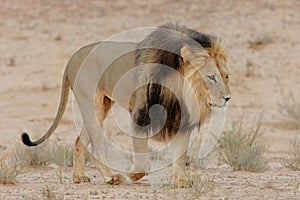 Black-maned lion