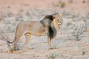 Black-maned lion photo