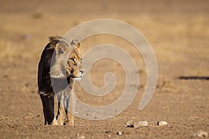 Black-maned lion of the Kalahari walking towards a waterhole in the Kgalagadi