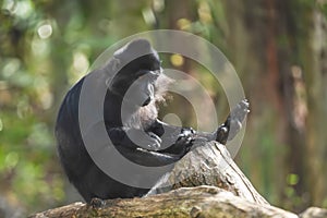 Black mangabey - Cercopithecidae sitting on a branch. Little black monkey