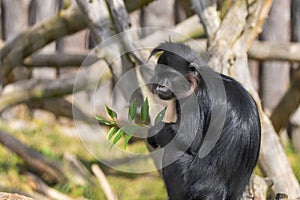 Black mangabey - Cercopithecidae sitting on a branch. Little black monkey