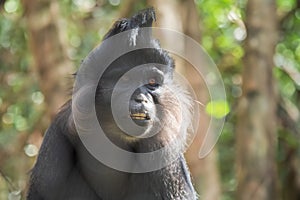 Black mangabey - Cercopithecidae sitting on a branch. Little black monkey