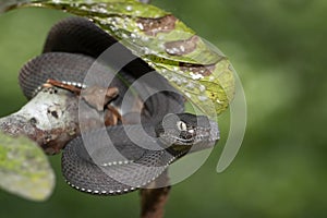 Black mangrove pit Viper closeup on branch