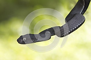 Black mangrove pit Viper closeup on branch