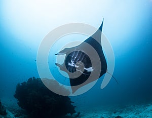 Black manta ray