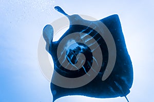 Black manta ray