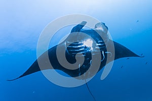 Black manta ray