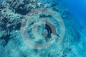 Black mantaray floating over coral reef underwater shot