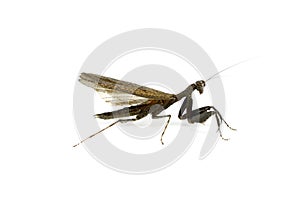 Black mantis on white background