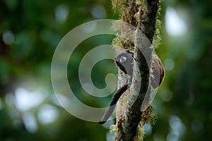 Black Mantle Tamarin monkey from Sumaco National Park in Ecuador. Wildlife scene from nature. Tamarin siting on the tree branch in