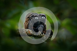 Black Mantle Tamarin monkey from Sumaco National Park in Ecuador. Wildlife scene from nature. Tamarin siting on the tree branch in photo