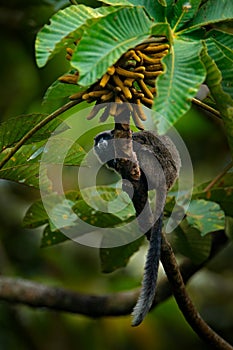 Black Mantle Tamarin monkey from Sumaco National Park in Ecuador. Wildlife scene from nature. Tamarin siting on the tree branch in