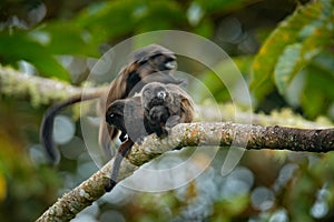 Black Mantle Tamarin (Saguinus nigricollis), monkey from Sumaco National Park in Ecuador. Wildlife scene from nature. Tamarin