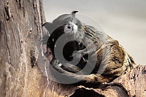 Black-mantled tamarin