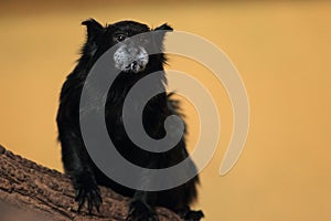 Black-mantled tamarin