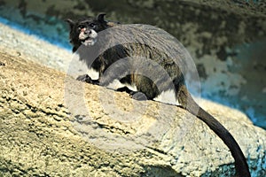 Black-mantled tamarin