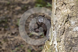 Black-mantled tamarin, Saguinus nigricollis, Amazon River Basin, Peru.