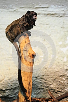 Black-mantled tamarin