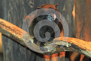 Black-mantled tamarin