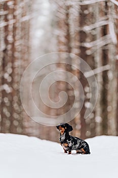 black marbled dachshund sits in the snow in the forest and looks away. sausage dog. pet on walk. snowfall. Pine forest. portrait