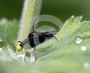 Black march fly on a grean leaf