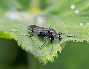 Black march fly on a grean leaf