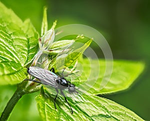 Black march fly on a grean leaf