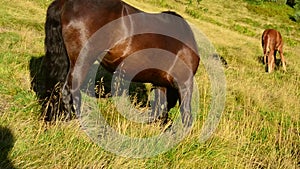 Black mare and foal grazing together on pasture in late summer