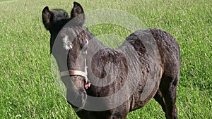 Black mare and foal in the pasture
