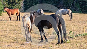 Black mare with her baby dun colt along with herd of wild horses in the Pryor mountains of Wyoming United States