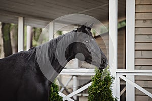 Black mare horse with long mane posing near stable in spring daytime